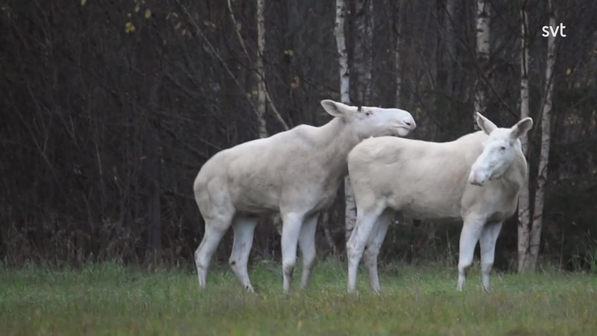 Kärlekskranka vita älgar i Arvikatrakten